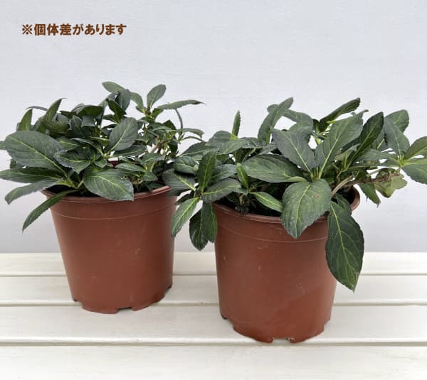 アジサイ：エクリプス7号ポット