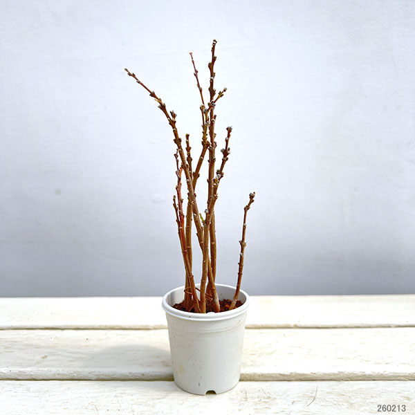 チョウジュザクラ(長寿桜)2.5号ポット