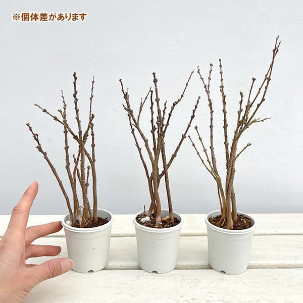 チョウジュザクラ(長寿桜)2.5号ポット