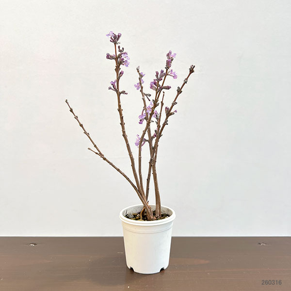 チョウジュザクラ(長寿桜)2.5号ポット