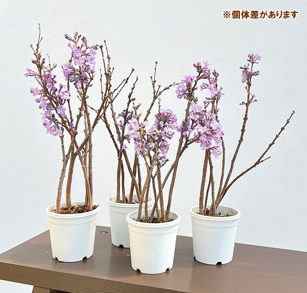 チョウジュザクラ(長寿桜)2.5号ポット