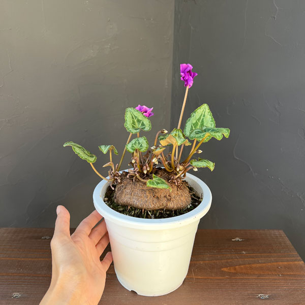 シクラメン:ツヴァイ(インディゴブルー) コーデックス仕立て5号鉢植え25-02