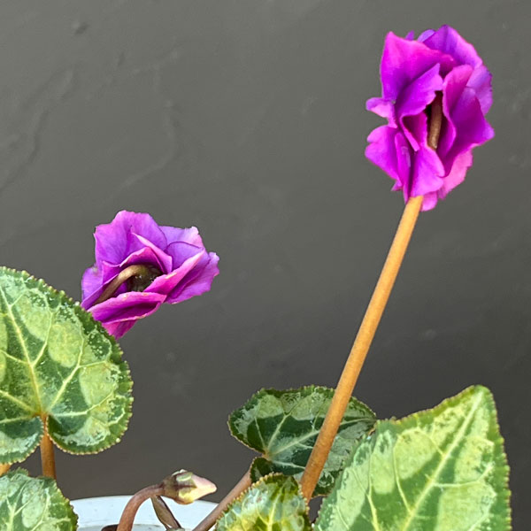 シクラメン:ツヴァイ(インディゴブルー) コーデックス仕立て5号鉢植え25-02