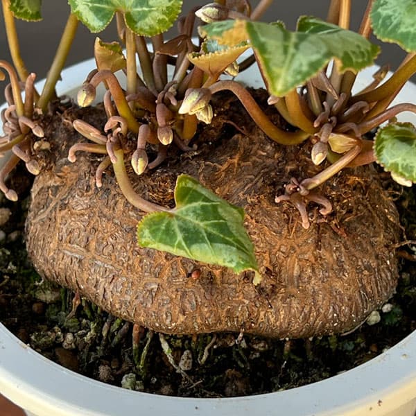 シクラメン:ツヴァイ(インディゴブルー) コーデックス仕立て5号鉢植え25-02