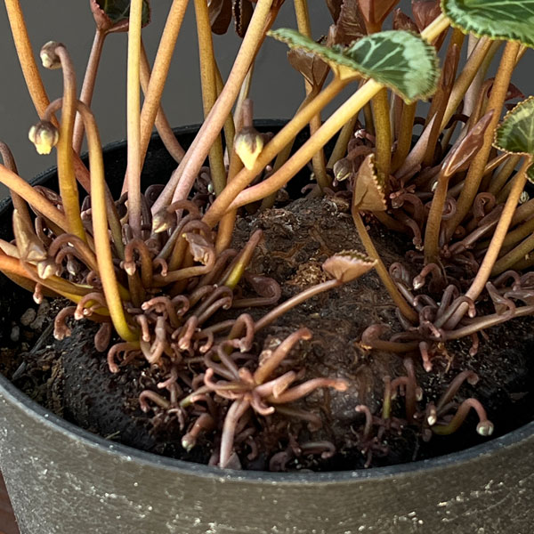 シクラメン:ツヴァイ(ビクトリア) コーデックス仕立て5号鉢植え25-03