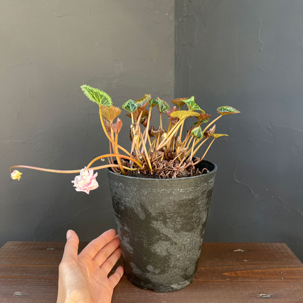 シクラメン:ツヴァイ(ビクトリア) コーデックス仕立て5号鉢植え25-03