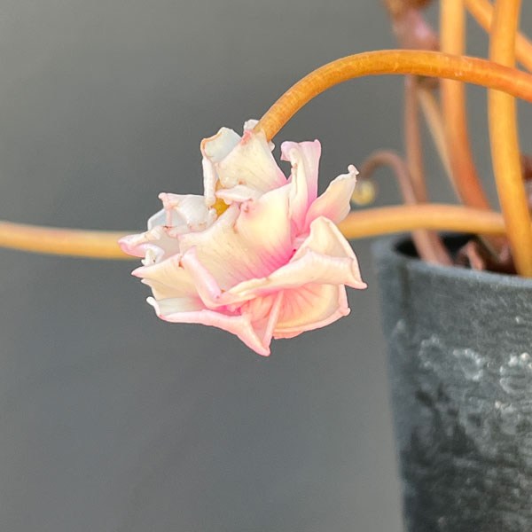 シクラメン:ツヴァイ(ビクトリア) コーデックス仕立て5号鉢植え25-03