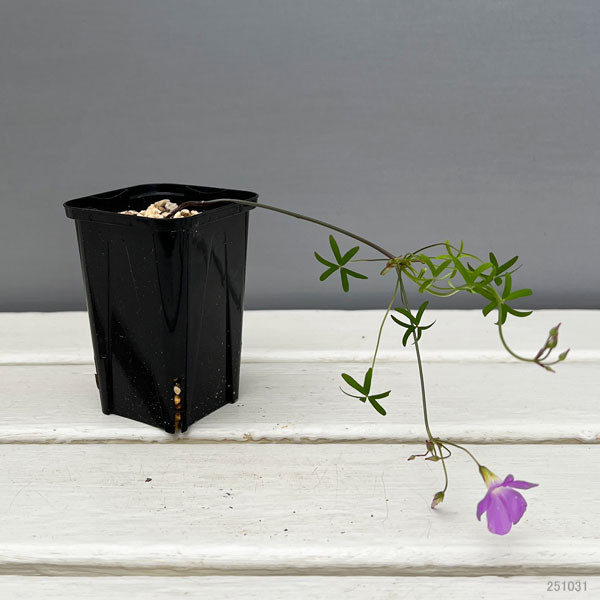 オキザリス:ディコトマ 2.5号ポット