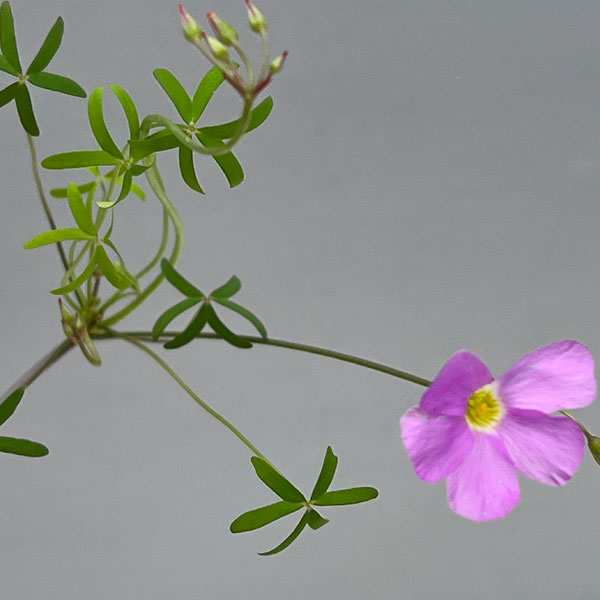 オキザリス:ディコトマ 2.5号ポット