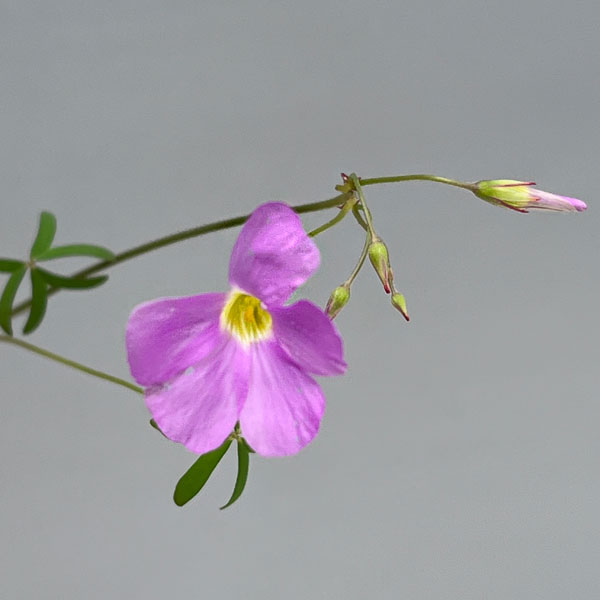 オキザリス:ディコトマ 2.5号ポット