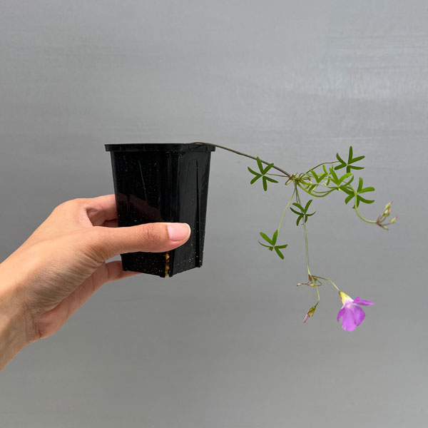 オキザリス:ディコトマ 2.5号ポット