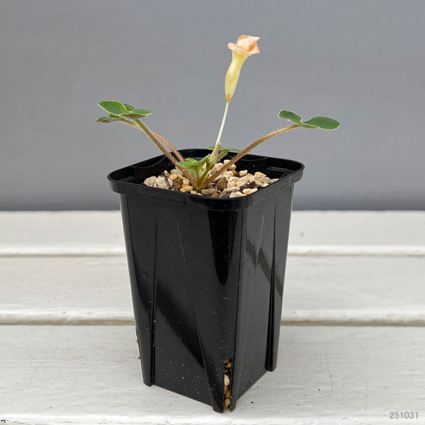 オキザリス:sp. トリカラー 2.5号ポット