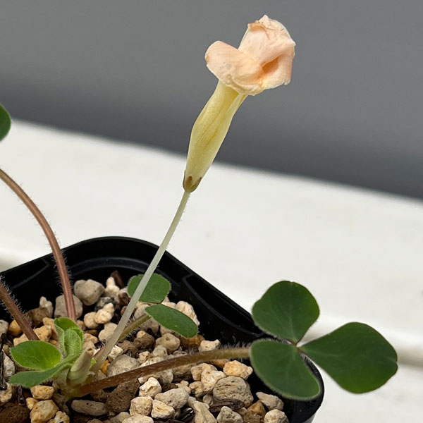 オキザリス:sp. トリカラー 2.5号ポット