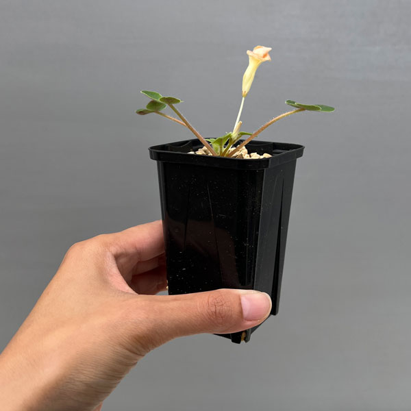 オキザリス:sp. トリカラー 2.5号ポット