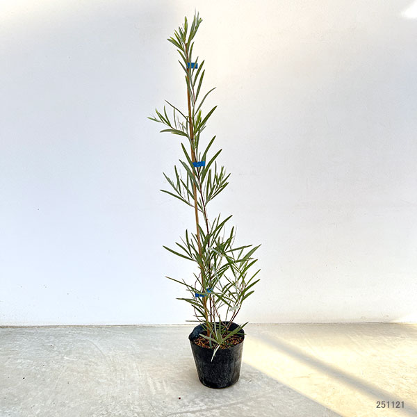 アカシア：ペンデュラ5号ポット