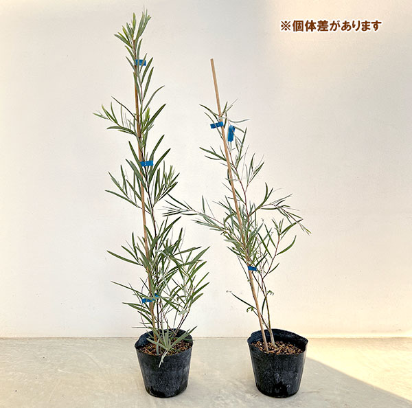 アカシア：ペンデュラ5号ポット