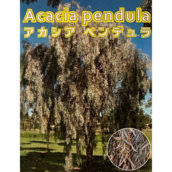 アカシア：ペンデュラ5号ポット