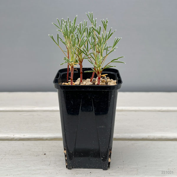 オキザリス:マッソノルム 2.5号ポット