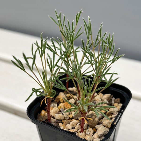 オキザリス:マッソノルム 2.5号ポット