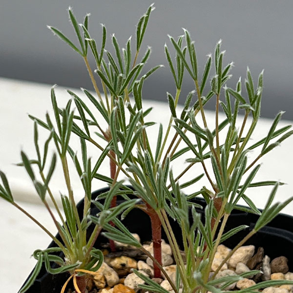 オキザリス:マッソノルム 2.5号ポット