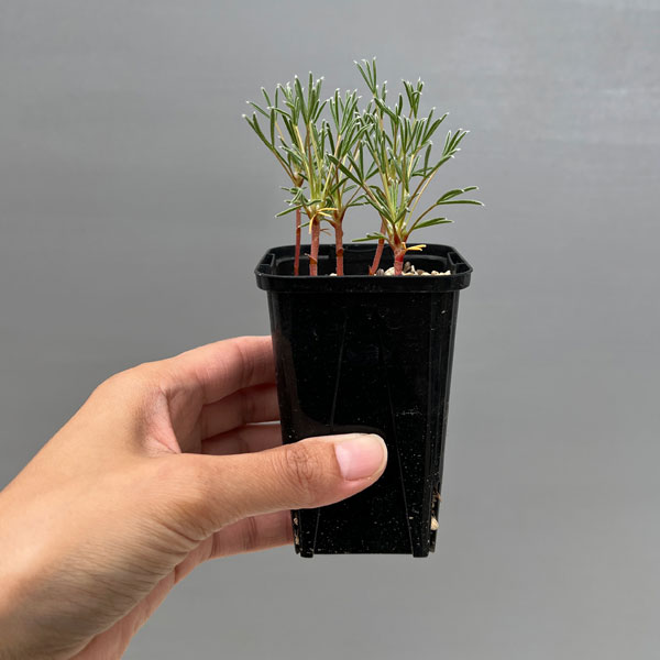 オキザリス:マッソノルム 2.5号ポット