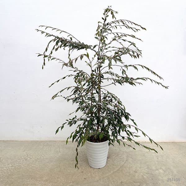 カメリア：エリナカスケード7号鉢植え