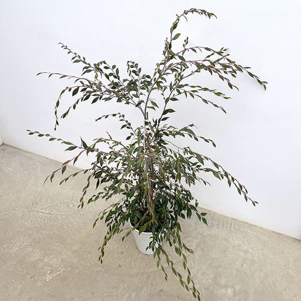 カメリア：エリナカスケード7号鉢植え