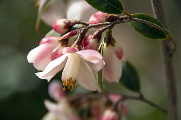 カメリア：エリナカスケード7号鉢植え