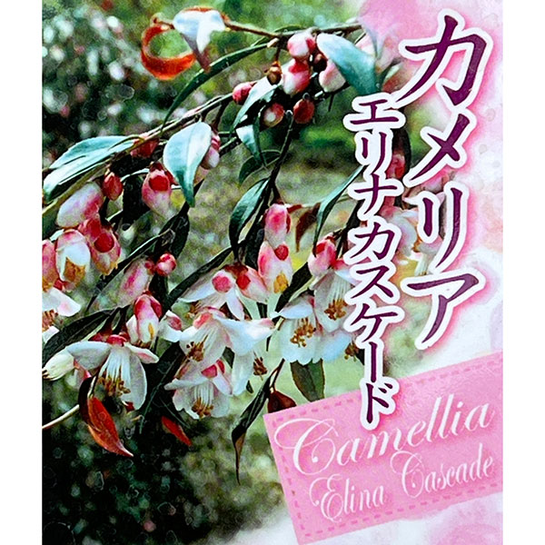 カメリア：エリナカスケード7号鉢植え