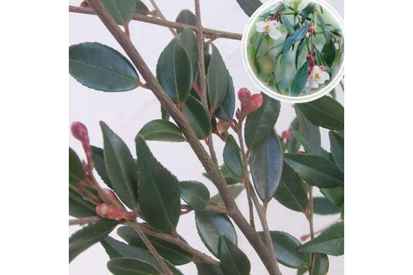 カメリア：エリナカスケード7号鉢植え