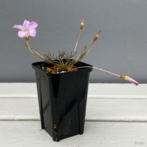 オキザリス：cf. フラバ（ポリフィラ ヘプタフィラ）2.5号ポット