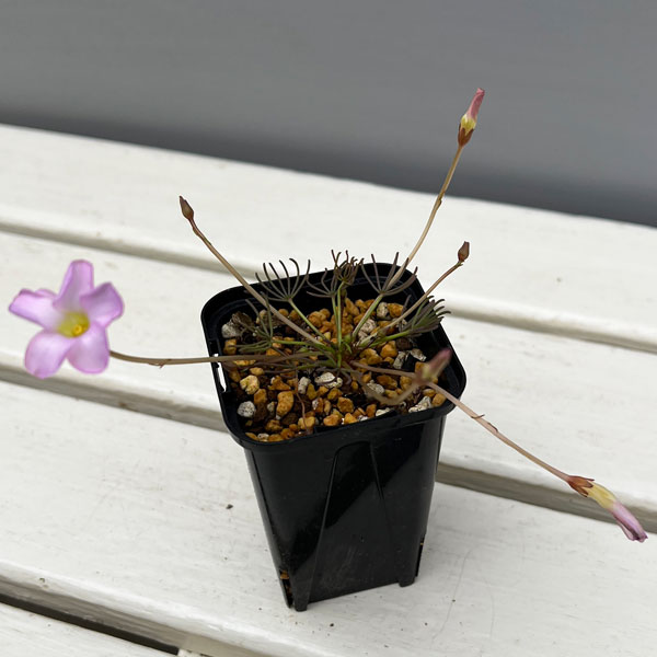 オキザリス：cf. フラバ（ポリフィラ ヘプタフィラ）2.5号ポット