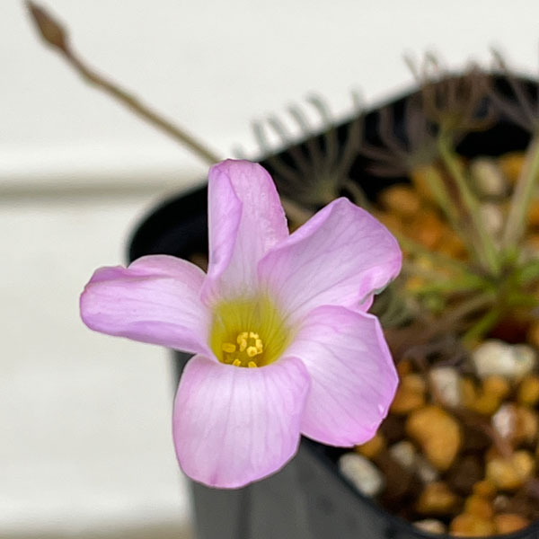 オキザリス：cf. フラバ（ポリフィラ ヘプタフィラ）2.5号ポット