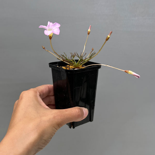 オキザリス：cf. フラバ（ポリフィラ ヘプタフィラ）2.5号ポット