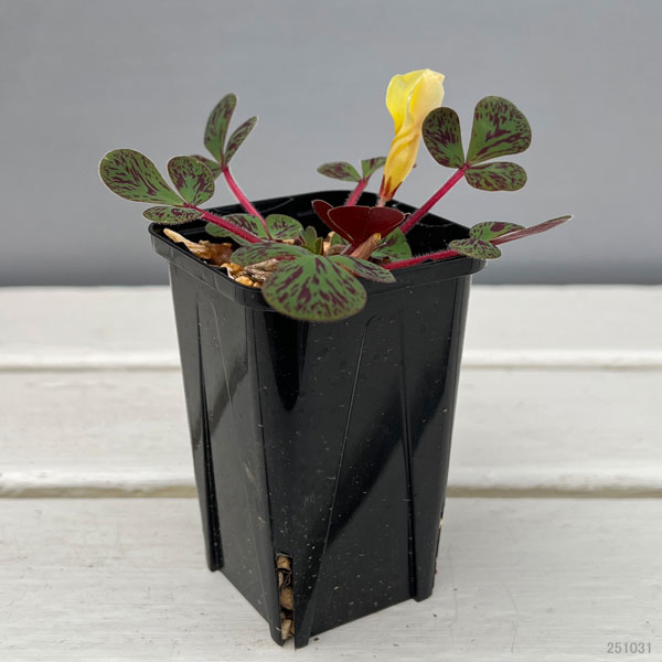 オキザリス：ルテオラ マクラータ MV514IB 2.5号ポット