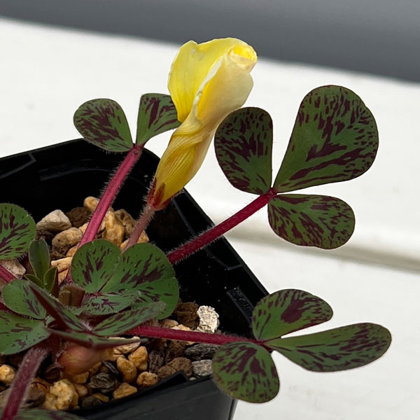 オキザリス：ルテオラ マクラータ MV514IB 2.5号ポット