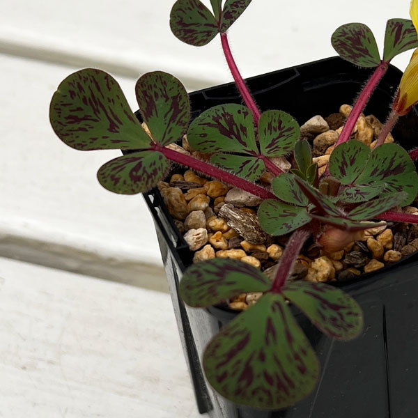 オキザリス：ルテオラ マクラータ MV514IB 2.5号ポット