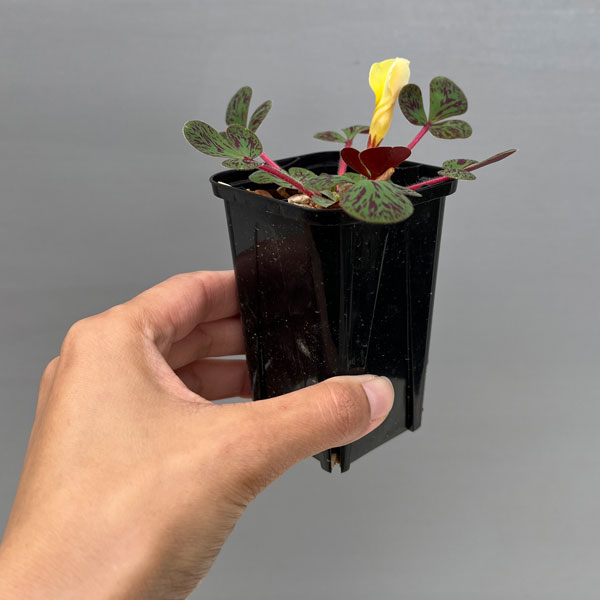 オキザリス：ルテオラ マクラータ MV514IB 2.5号ポット