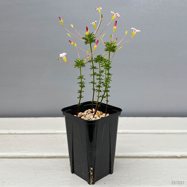 オキザリス:テヌイフォリア 2.5号ポット