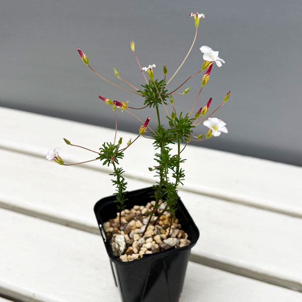 オキザリス:テヌイフォリア 2.5号ポット