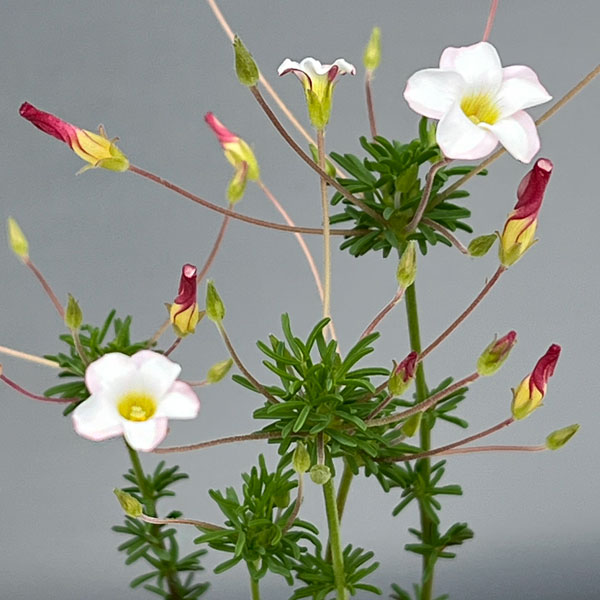 オキザリス:テヌイフォリア 2.5号ポット