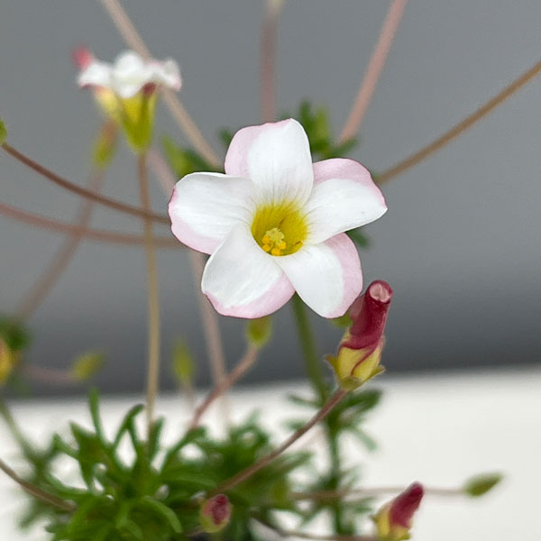 オキザリス:テヌイフォリア 2.5号ポット