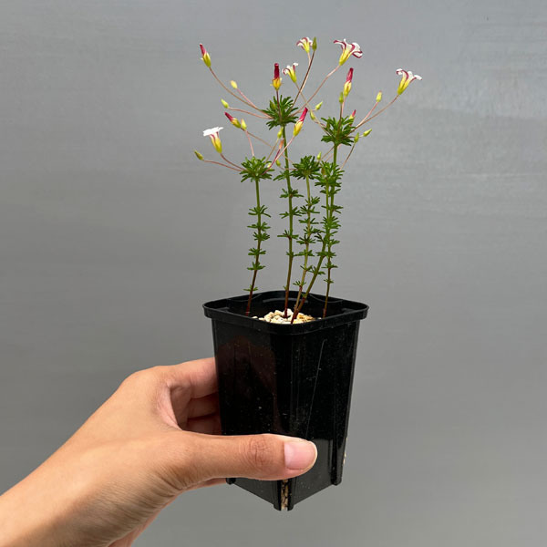 オキザリス:テヌイフォリア 2.5号ポット