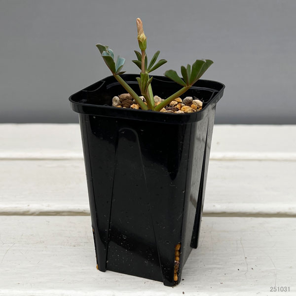 オキザリス：フラバ ラベンダー（ルピニフォリア）2.5号ポット