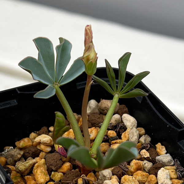 オキザリス：フラバ ラベンダー（ルピニフォリア）2.5号ポット