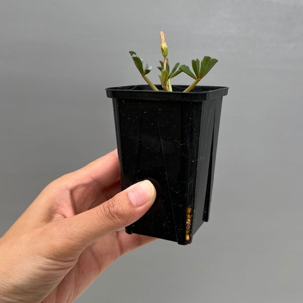 オキザリス：フラバ ラベンダー（ルピニフォリア）2.5号ポット