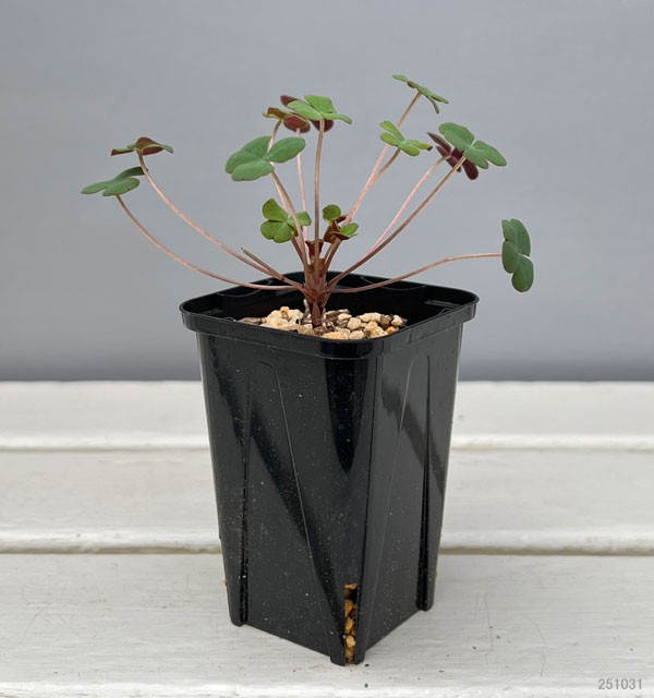 オキザリス：ポコキアエ 2.5号ポット