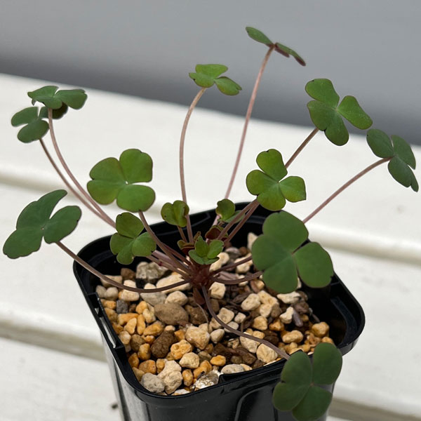 オキザリス：ポコキアエ 2.5号ポット