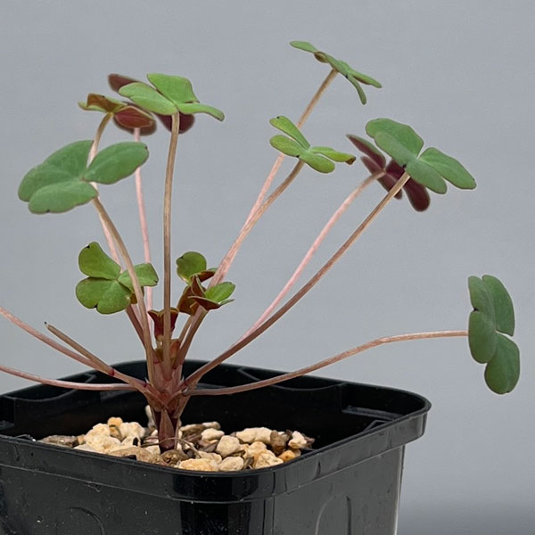 オキザリス：ポコキアエ 2.5号ポット