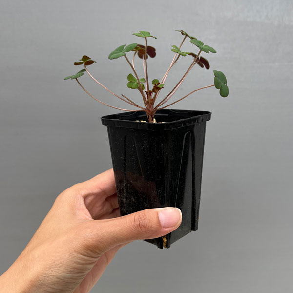 オキザリス：ポコキアエ 2.5号ポット